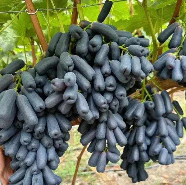 Premium Sweet Sapphire Grape Seeds (Vitis vinifera var. Sweet Sapphire) – Exotic Finger-Shaped Black Table Grape Fruit Seeds for Planting (100+ Pcs)