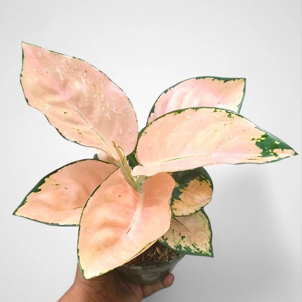 Aglaonema 'Peach Suksom' - Vibrant & Bold Tropical Houseplant