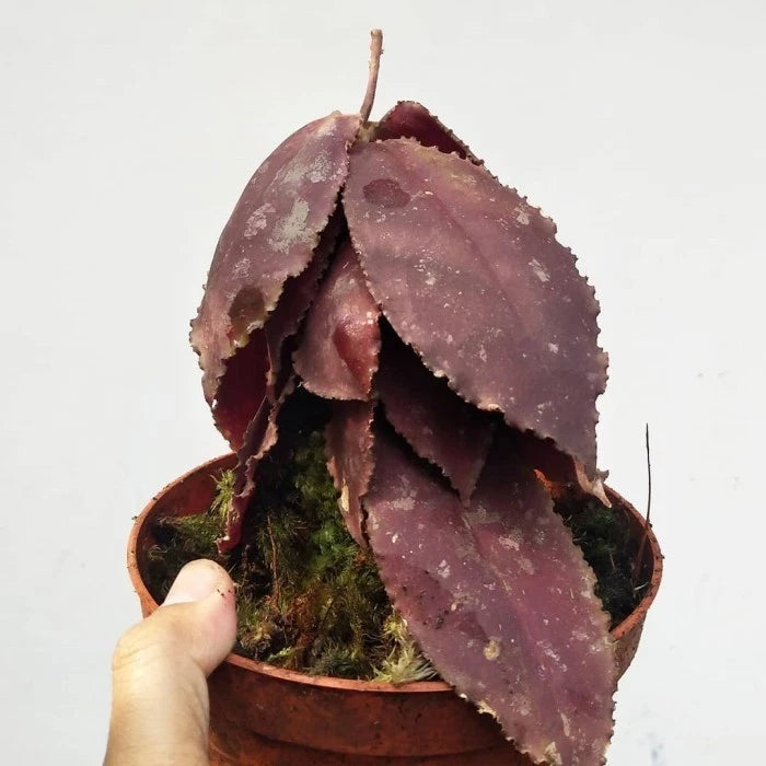 Hoya Undulata Red Leaves | Rare Hoya Wax Plant | Tropical Indoor Outdoor Houseplant