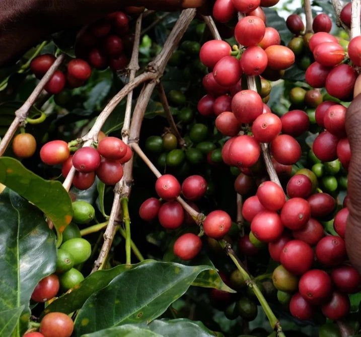 Cassiopea Coffee Seeds (Coffea arabica) – 120+ Premium Rare Cassiopea Arabica Seeds for Planting