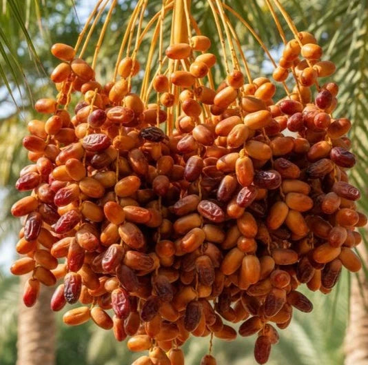 Thoory Date Palm Seeds (Phoenix dactylifera) – 35 Premium Algerian Sweet Dry Bread Date Seeds