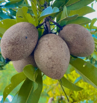 Sapodilla Seeds var. PKM-1 35 pcs (Manilkara zapota) - Premium High-Yield Sweet Chico Zapote Seeds