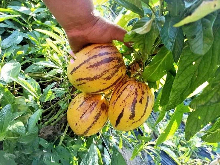 Premium 'Golden' Pepino Melon Seeds (Solanum muricatum) – Elite Andean Heirloom Fruit Seeds (100+ Count)