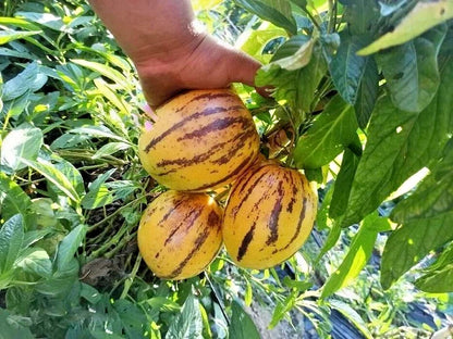 Premium 'Golden' Pepino Melon Seeds (Solanum muricatum) – Elite Andean Heirloom Fruit Seeds (100+ Count)
