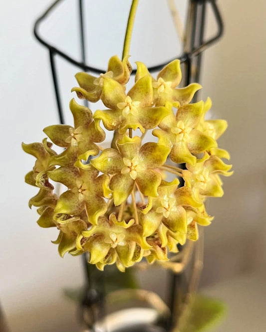 Hoya Aff Lambi Red SP Borneo Rare Tropical Wax Plant (Rare Exotic Epiphytic Vine Specimen) – Premium Botanical Houseplant Seeds & Cuttings for Growing