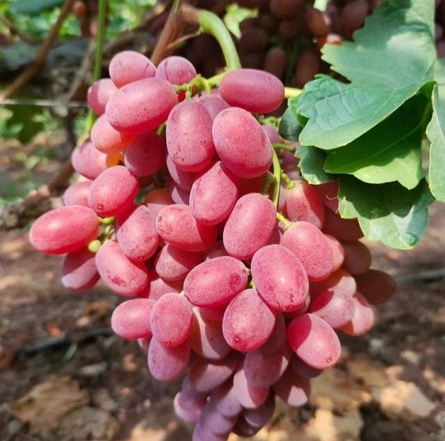 Rizamat Grape (Vitis vinifera) – 100+ Premium Eastern Table Grape Seeds