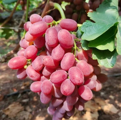 Rizamat Grape (Vitis vinifera) – 100+ Premium Eastern Table Grape Seeds