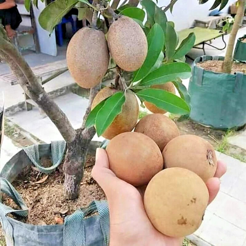 35+ Fresh Sweet Honey Sapodilla Seeds (Manilkara zapota var. Sweet Honey Sapodilla) – Premium Exceptionally Sweet Tropical Fruit Tree Seeds for Planting