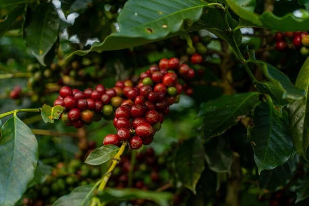 Robusta Coffee Seeds (Coffea canephora var. robusta / 300+ High-Yield Commercial Grade Coffee Seeds) – Premium Gourmet Specialty Coffee Plant Seeds for Planting