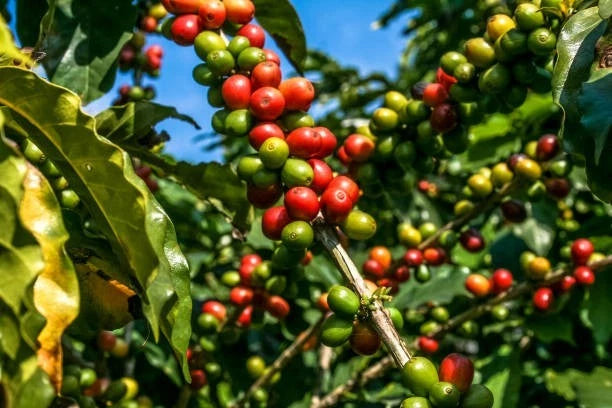 Premium Antigua Coffee Seeds (Coffea arabica) – Exotic Coffee Bean Seeds for Planting (300+ Pcs)