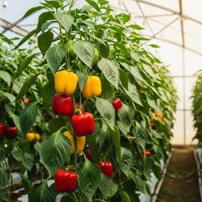 100++ Sweet Bell Pepper Seeds (Capsicum annuum) - Premium Easy to Grow Crisp Vegetable Seeds