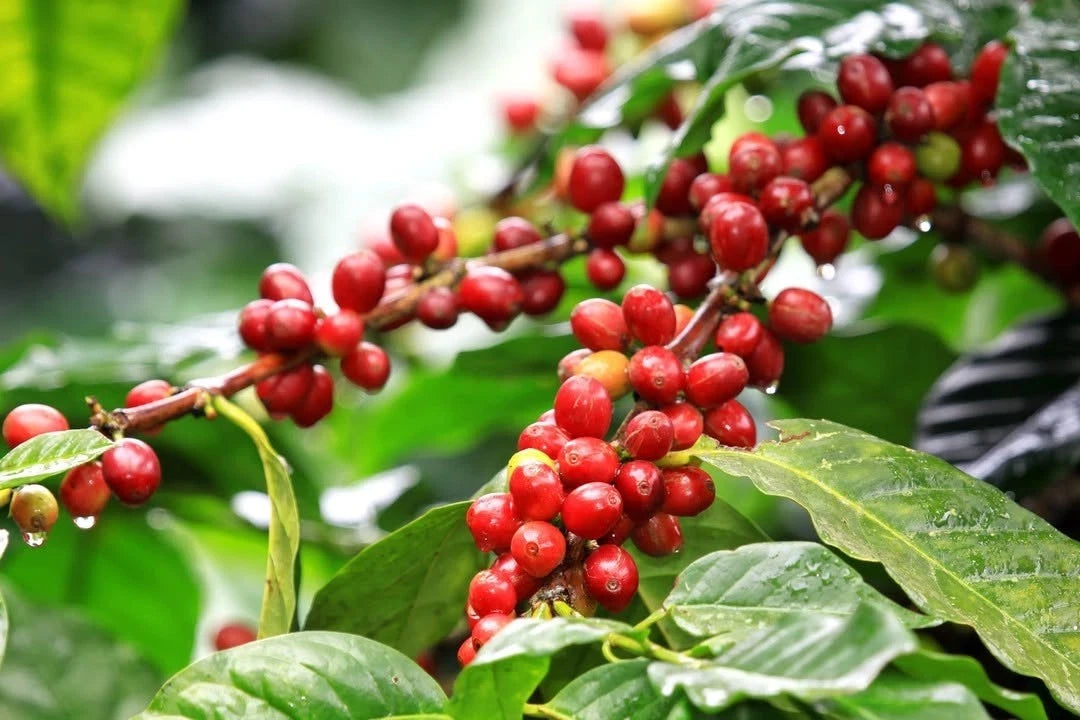 Parainema Coffee Seeds (Coffea arabica var. Parainema / Disease-Resistant Specialty Selection) – Premium Gourmet Specialty Coffee Plant Seeds for Planting