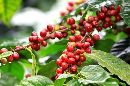 Parainema Coffee Seeds (Coffea arabica var. Parainema / Disease-Resistant Specialty Selection) – Premium Gourmet Specialty Coffee Plant Seeds for Planting
