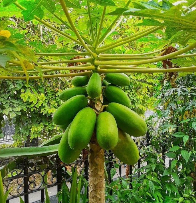 Premium Red Carisya Papaya Seeds (Carica papaya 'Red Carisya') – 150+ Fresh Rare High-Yield Deep Red-Orange Flesh Seeds for Planting