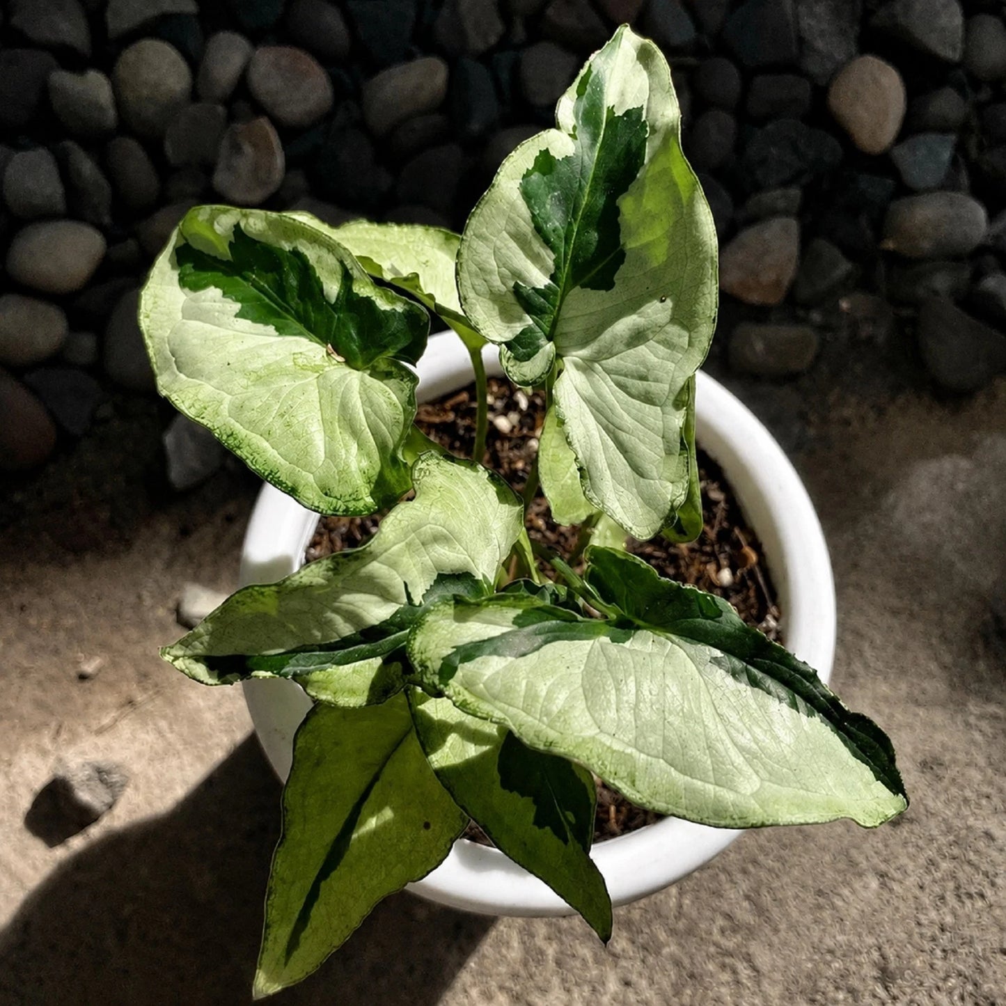 Syngonium 'Majesty' Variegated - Exotic Arrowhead Plant