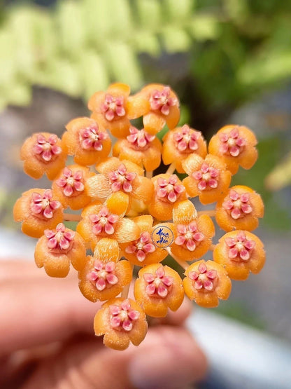 Hoya Endauensis Seeds (Rare Tropical Wax Plant Specimen) – Exotic Epiphytic Vine / Houseplant Seeds for Planting