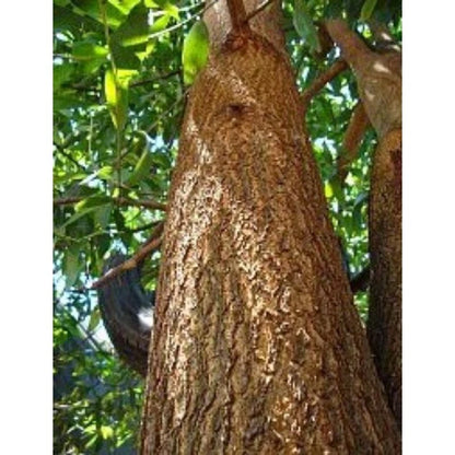 100++ Superior Acacia Seeds (Acacia mangium / Brown Salewood / Mangium) – Premium Fast-Growing Timber & Reforestation Tree Seeds for Planting