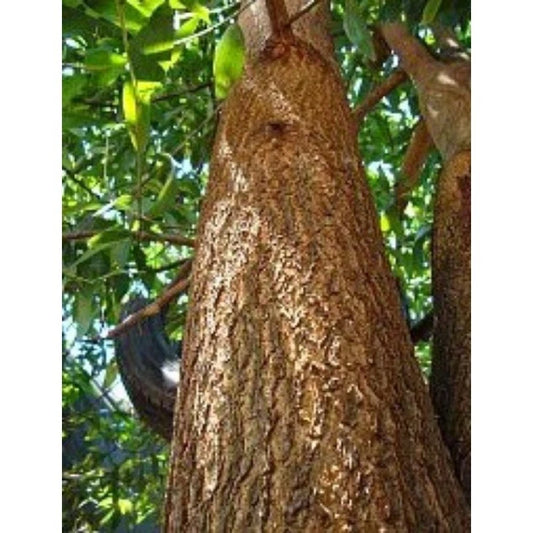 100++ Superior Acacia Seeds (Acacia mangium / Brown Salewood / Mangium) – Premium Fast-Growing Timber & Reforestation Tree Seeds for Planting