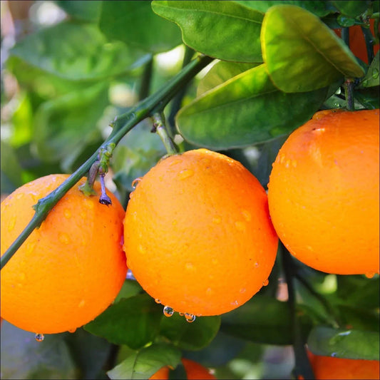 Valencia Orange Seeds (Citrus sinensis / 100+ Premium Quality Sweet Juice Orange Fruit Seeds) – Premium Exotic Botanical Specimen Plant Seeds for Planting