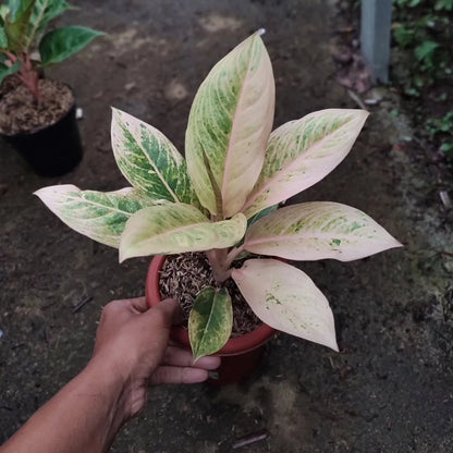Aglaonema 'Sartika' - Elegant & Rare Tropical Houseplant