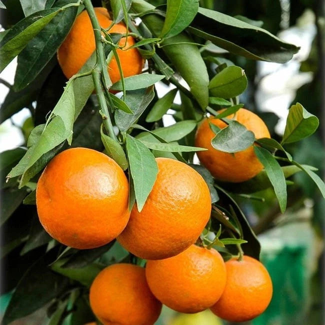 Fallglo Orange Seeds 100 pcs (Citrus sinensis) – Premium Certified Sweet Mandarin-Tangerine Hybrid Fruit Tree Plant Seeds for Planting