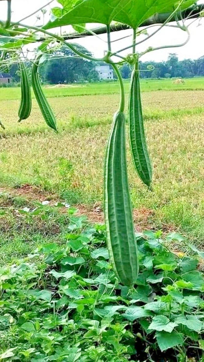 Sponge Gourd Seeds (Luffa acutangula) – 1.000+ Premium Heirloom Angled Luffa Oyong Gambas Seeds for Planting
