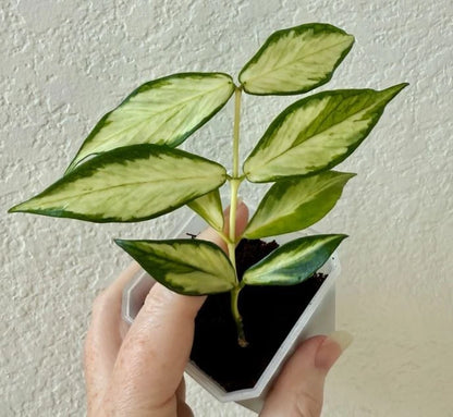 Hoya Polyneura Inner Variegated Rare Tropical Indoor Outdoor Wax Plant Seeds / Cuttings (Hoya polyneura) – Premium Certified Fish Tail Waxflower Plant for Planting