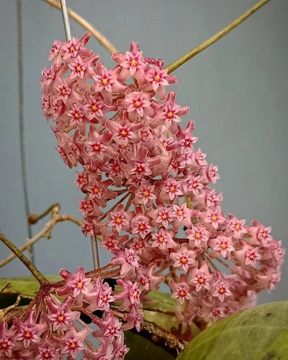 Hoya Tomataensis Seeds (Hoya sp. Tomata Sulawesi / Rare Endemic Indonesian Wax Plant) – Premium Exotic Epiphytic Vine Plant Seeds for Planting