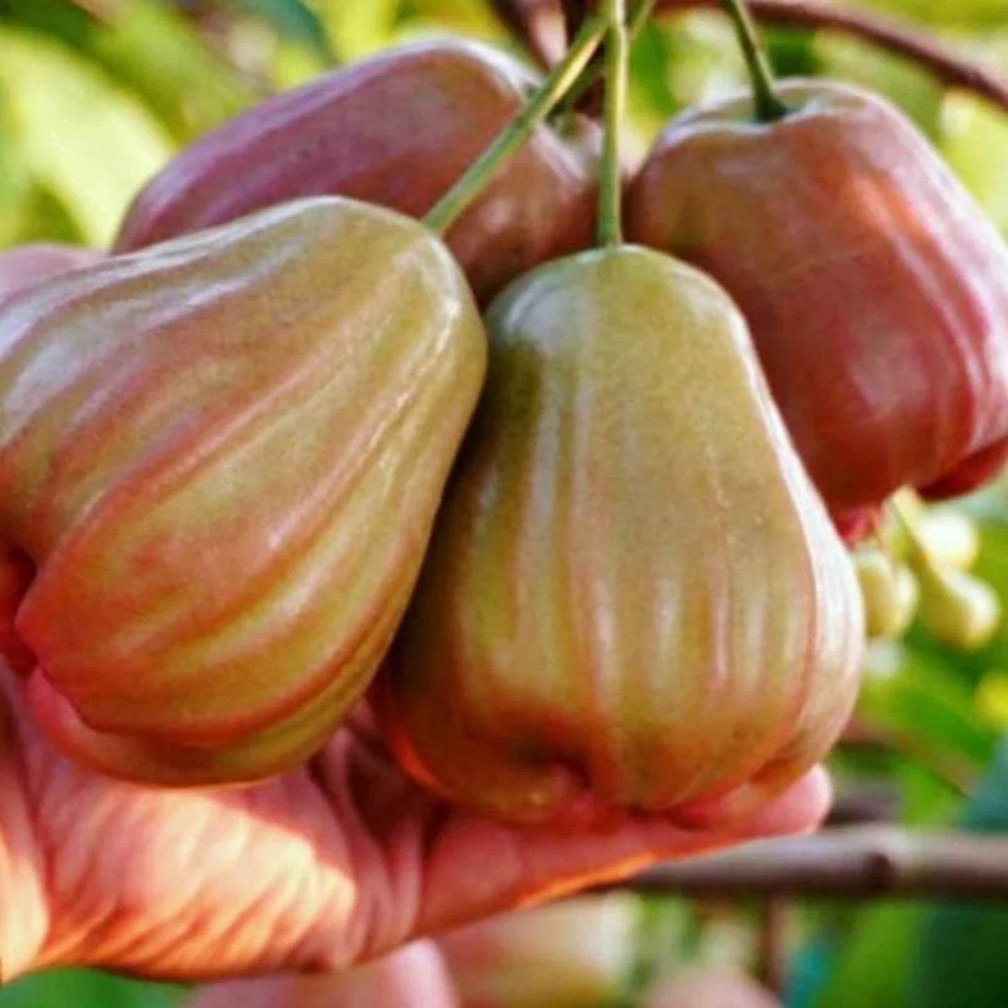Grafted 'Bajang Leang' Water Apple (Wax Apple) – Premium Tropical Fruit Tree