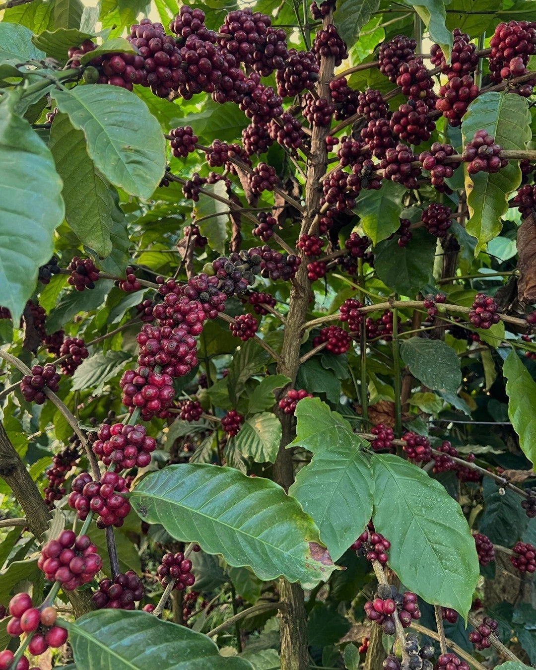 La Esperanza X.O Coffee Seeds (Coffea arabica selection) – Bulk Rare High-Altitude Specialty Coffee Beans for Planting