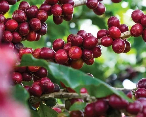 Aramosa Coffee Seeds (Coffea sp.) – 120 Pcs Premium Certified Rare Low-Caffeine Specialty Coffee Seeds for Planting