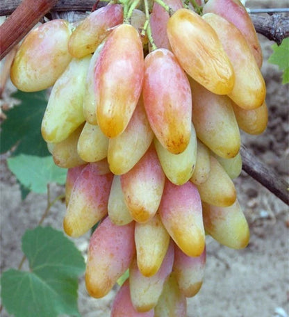 Dixon Grape Seeds (Vitis vinifera 'Dixon') – Premium Certified Table Grape Fruit Vine Seeds for Planting