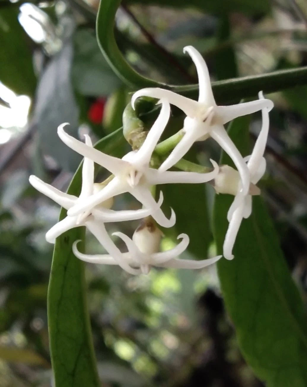 Hoya octopus (sp. Papua) – Rare Tropical Collector’s Wax Plant