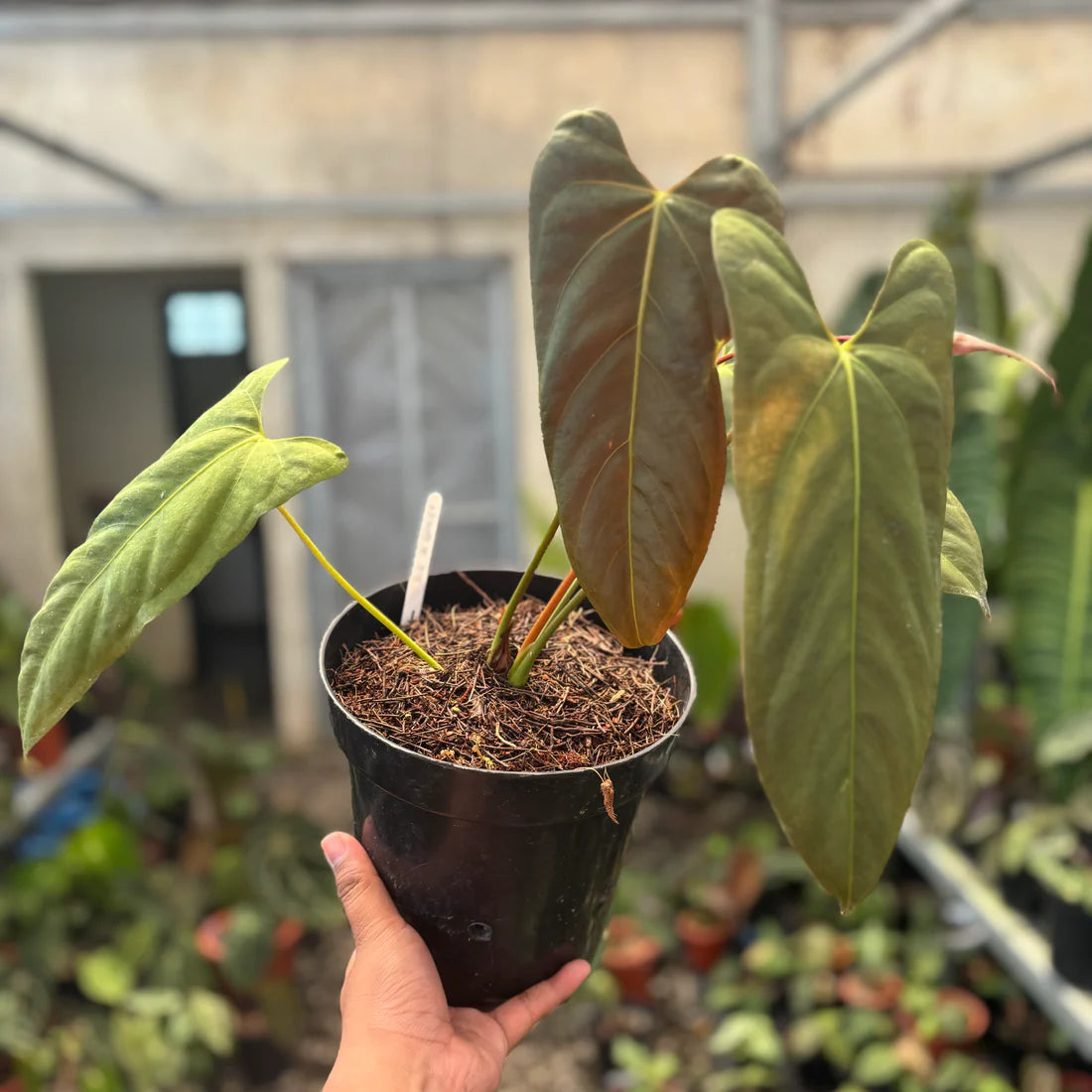 Anthurium Fort Sherman | Rare Anthurium Plant | Tropical Houseplant | Collector Aroid