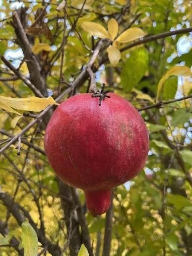 Premium Al-Sirin Pomegranate Seeds (Punica granatum) – Sweet Exotic Fruit Seeds for Planting