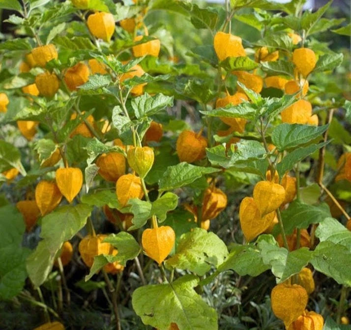 Extra Sweet Yellow Big Physalis Ciplukan 250++ Seeds (Physalis peruviana) – Golden Berry Fruit Seeds for Planting