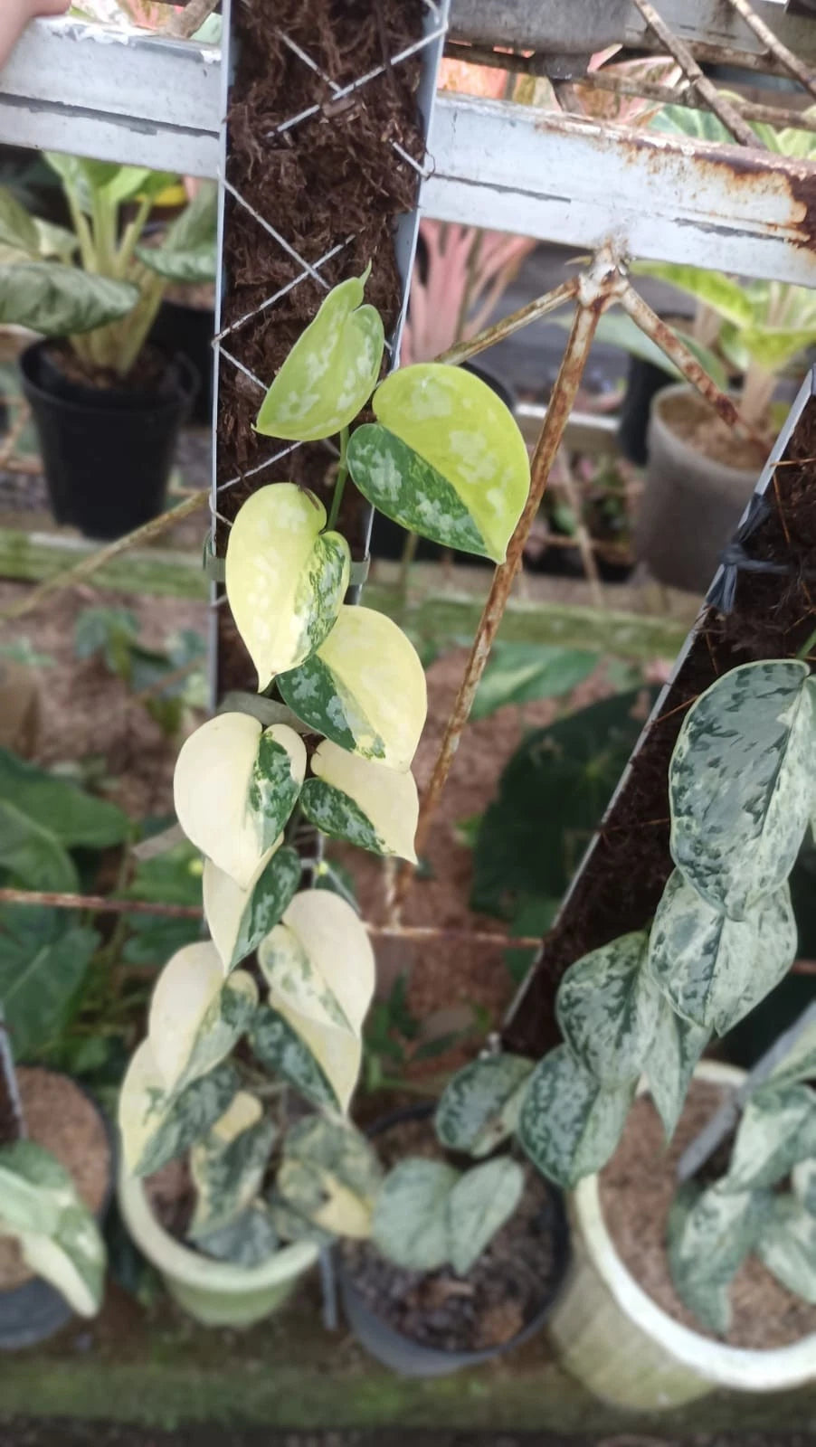 Rare Scindapsus Maripos Variegated Live Plant - Exotic Tropical Foliage