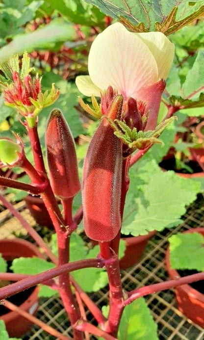 Red Okra Seeds (Abelmoschus esculentus) – 1.000++ Premium Heirloom Burgundy Red Okra Seeds for Planting