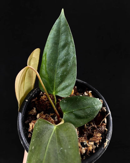Anthurium Portillae Rare Tropical House Plant | Collector Aroid | Exotic Indoor Anthurium