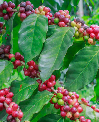Premium Liberica Coffee Seeds (Coffea liberica) – 120+ Premium Fresh Rare Exotic Bold-Bodied Liberica Coffee Seeds for Planting