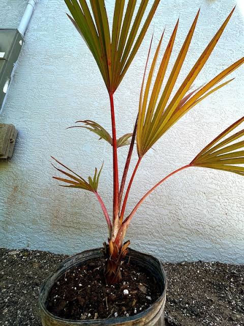 Rare Red Latan Palm Live Plant - Latania Loddigesii Exotic Tropical Fan Palm