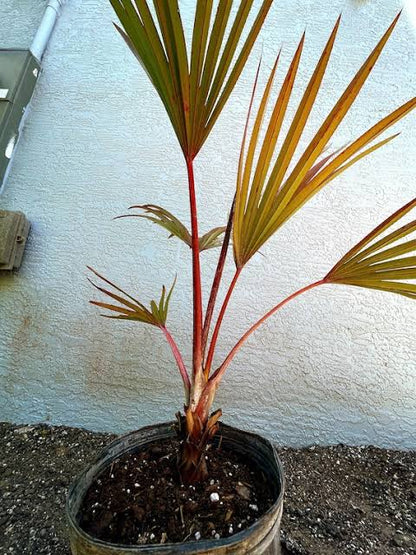 Rare Red Latan Palm Live Plant - Latania Loddigesii Exotic Tropical Fan Palm