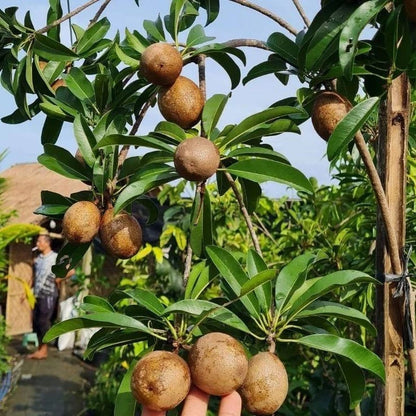 CO-3 Sapodilla Seeds (Manilkara zapota) – 35+ Premium Fresh Sweet CO3 Chikoo / Sawo Fruit Seeds for Planting