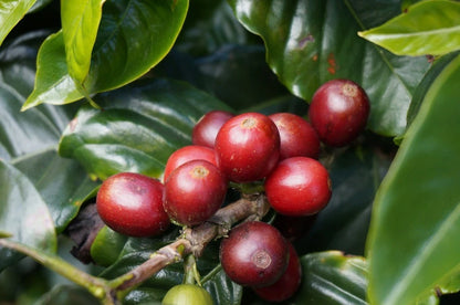 Borbor Coffee Seeds (120+ Bulk Seeds, Coffea arabica var. Borbor) – Premium Heirloom Specialty Coffee Plant Seeds for Planting