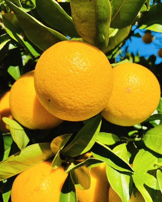 Valencia Orange Seeds (Citrus sinensis / 1000+ Premium Late-Season Sweet Orange Fruit Tree Seeds) – Premium Botanical Specimen Plant Seeds for Planting