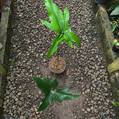 Thaumatophyllum Sonora - Rare Tropical Aroid