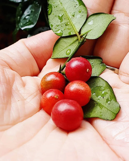Lime Berry Bonsai Citrus Kingkit Seeds (Triphasia trifolia / 1000+ Premium Trifoliate Berry Fruit Seeds) – Premium Botanical Specimen Plant Seeds for Planting