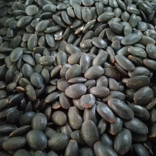 Kedawung Tree Seeds (Parkia timoriana / 50+ Big Bean Tree Seeds) – Premium Exotic Botanical Specimen Plant Seeds for Planting