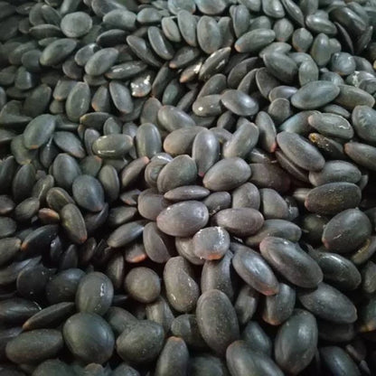 Kedawung Tree Seeds (Parkia timoriana / 50+ Big Bean Tree Seeds) – Premium Exotic Botanical Specimen Plant Seeds for Planting