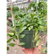 Hoya Lacunosa ‘Kirana’ | Rare Tropical Wax Plant | Indoor Outdoor Hoya | Exotic Collector Plant